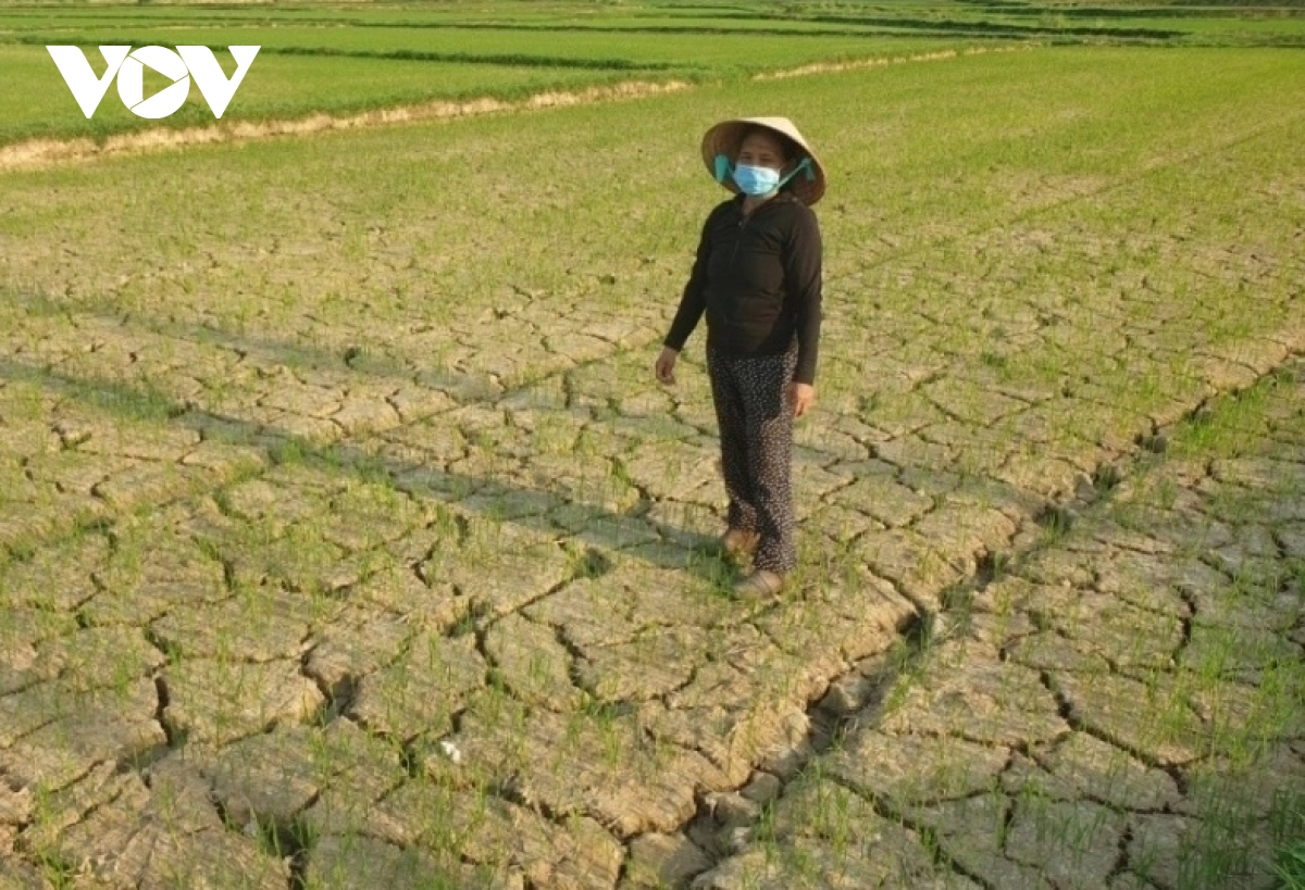 Hạn hán, thiếu nước ảnh hưởng sản xuất vụ Đông Xuân và Hè thu